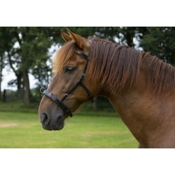 Baro Straightness Training / Lunge Cavesson